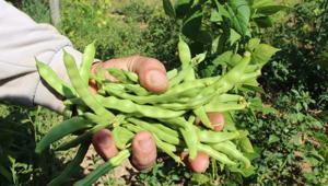 Bilecikin tescilli ürünü boncuk fasulyede hasat başladı