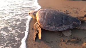 Tedavisi tamamlanan caretta caretta denize salındı