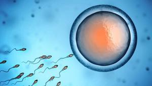 Erkeklere iyi haber Bu besinler sperm sayısını artırıyor