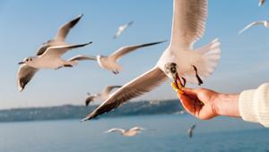 Martılara neler oluyor Vapurda simit atarken iyilik etmiyoruz...