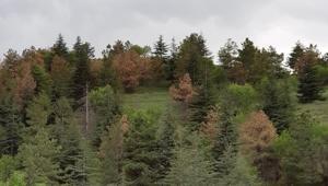 Eymir’in ağaçları neden kuruyor