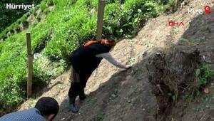 Rizede kenevir ipliğinden kumaş üretimi yaygınlaşıyor