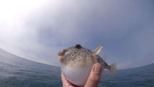 Balon balığı dosyası | Ege ve Akdeniz kıyıları yüzmek için ne kadar güvenli