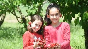 Bursada erkenci kirazı hasadı sancılı başladı