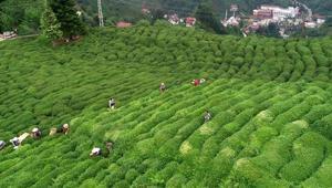 Çaykur tam kapasite yaş çay işliyor