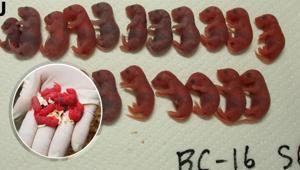 6 yıl uzayda beklediler... Uzay yavruları dünyada doğdu