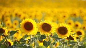 Ayçiçeği tohumundan 30 Hazirandan sonra da gümrük vergisi alınmayacak