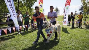 Coban Kopegi Haberleri Son Dakika Coban Kopegi Hakkinda Guncel Haber Ve Bilgiler