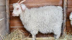 Ankara’nın sembol hayvanları tanıtıldı