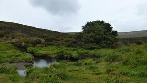 Dünyanın en yalnız ağacı insanlığa umut oldu İki önemli soruya yanıt aranıyor... Dünyanın en yalnız ağacı insanlığa umut oldu İki önemli soruya yanıt aranıyor...