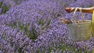 Bilecik'ten 35 bin demet lavanta ihracatı Bilecik'ten 35 bin demet lavanta ihracatı