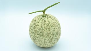 Yubari kavunu 1100 dolardan alıcı buldu