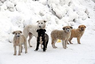 Laikliğe en çok dindarlar sahip çıkmalıdır