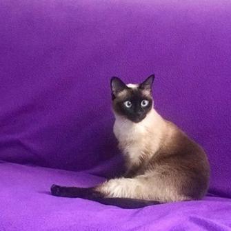 iyi ki dogdun ankarali nur hande baspinar kose yazilari