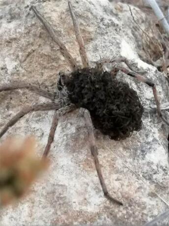 En tehlikeli 9 örümcek türünden biri Bilecikte görüldü