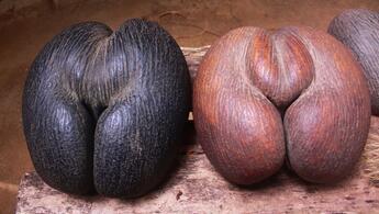 It takes 50 years to bear fruit... The world's largest merden coco seed remains 8,000,000