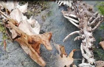 Trabzon'da iki ayaklı hayvan iskeleti bulundu! 'Böyle bir şey ilk kez gördük...'