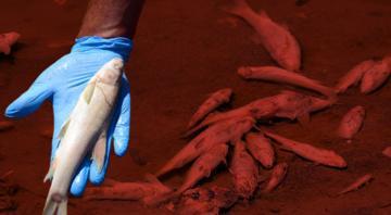 Karasu Nehrinin üstünü tamamen kapladı Yöre halkını tedirgin eden balık ölümleri...