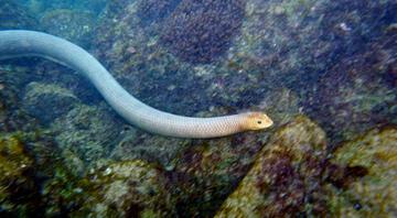Zehirli deniz yılanlarının şaşırtan yaklaşımı… Dalgıçları cinsel partnerleri sanıyorlar