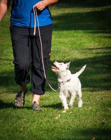 Köpeğinizin ömrünü uzatacak 10 öneri