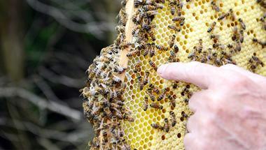Kovandan gelen mucizevi besin kaynağı: Propolis