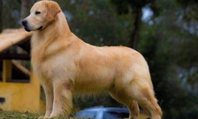 Köpek Deri Hastalıkları Resimli