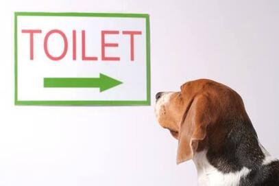 Köpeğin Tuvaletinin Geldiğini Nasıl Anlarız