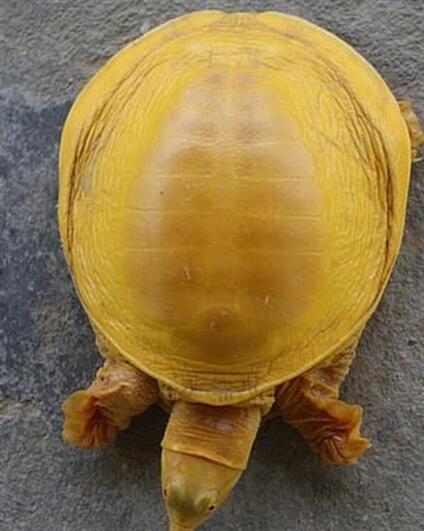 Nepal’de dünyanın 5’inci altın renkli kaplumbağası bulundu