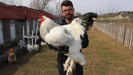 Sus Tavugu Haberleri Son Dakika Sus Tavugu Hakkinda Guncel Haber Ve Bilgiler Sus Tavugu Haberleri Son Dakika Sus Tavugu Hakkinda Guncel Haber Ve Bilgiler