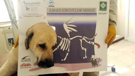 Adana Buyuksehir Belediyesi Hayvan Barinagi Haberleri Son Dakika Adana Buyuksehir Belediyesi Hayvan Barinagi Hakkinda Guncel Haber Ve Bilgiler