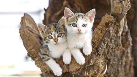 Yavru Kedi Haberleri Son Dakika Yavru Kedi Hakkinda Guncel Haber Ve Bilgiler