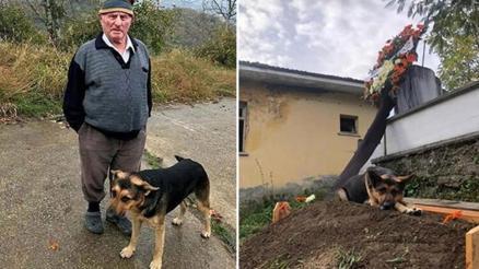 Coban Kopegi Haberleri Son Dakika Coban Kopegi Hakkinda Guncel Haber Ve Bilgiler