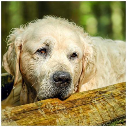 Kopeklerde Yasla Birlikte Degisen Davranis Sekilleri Tarkan Ozvardar Kose Yazilari Kopeklerde Yasla Birlikte Degisen Davranis Sekilleri Tarkan Ozvardar Kose Yazilari