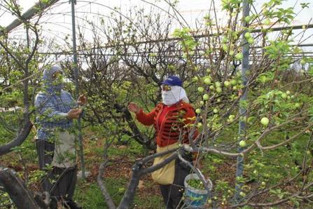 İlk erik hasadı yapıldı Kilosu 500 lira