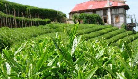 Çay tarımında 83 yıl sonra değişim başlıyor Çay tarımında 83 yıl sonra değişim başlıyor