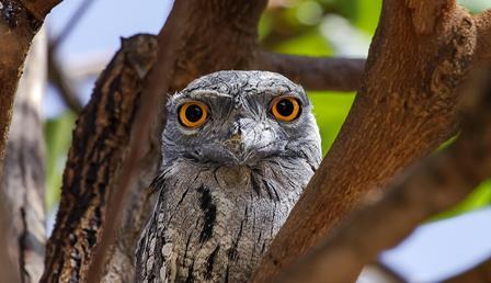 Sosyal medyanın güzellik algısını tersine çevirdi… İşte en ‘Instagram'lanabilir’ kuş frogmouth!