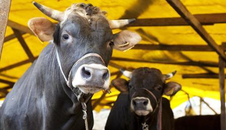 Kurban Bayramı ne zaman, hangi ayda? 2022 Kurban Bayramı tarihini Diyanet açıkladı Kurban Bayramı ne zaman, hangi ayda? 2022 Kurban Bayramı tarihini Diyanet açıkladı