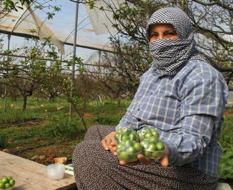 İlk erik hasadı yapıldı Kilosu 500 lira