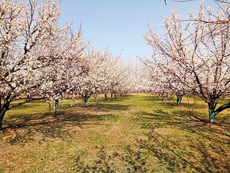 Hayatımın dilemması: Sinovac mı BioNtech mi