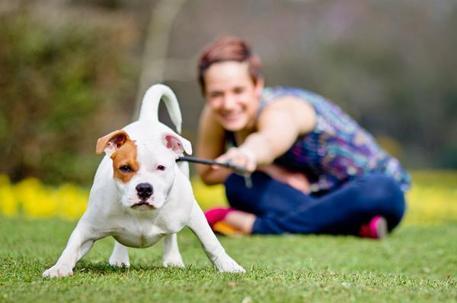 Köpeğin Yaşı Nasıl Anlaşılır