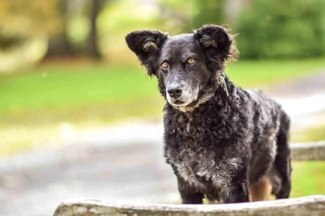 Kısırlaştırılan Köpek Regl Olur Mu