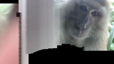 Son dakika haberler... Ormanda kaybolan telefonundan maymun selfieleri ve videoları çıktı
