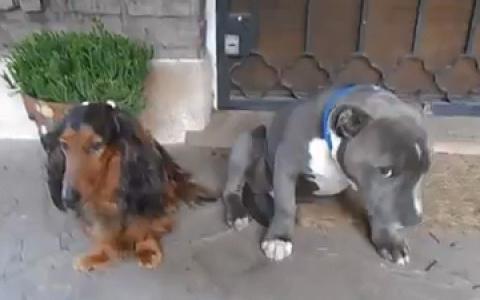 Sahibinin Azarladigi Kopegin Korkusu Izleyenleri Gulumsetiyor Eglenceli Komik Videolar