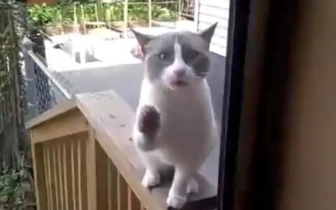 Bu Kedi Ne Anlatiyor Eglenceli Komik Videolar