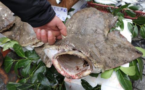 Istanbul Bogazi Nda Yakalandi Siparis Uzerine Satiliyor Son Dakika Haberleri Internet Istanbul Bogazi Nda Yakalandi Siparis Uzerine Satiliyor Son Dakika Haberleri Internet