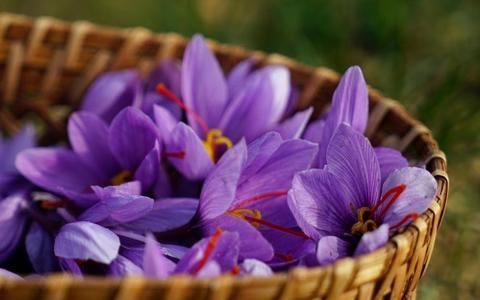 Safran Nedir Safranin Faydalari Neler