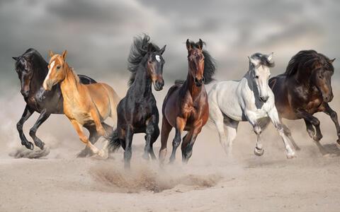 ruyada at gormek ne anlama gelir ruyada beyaz siyah ve kahverengi at gormenin anlami mahmure