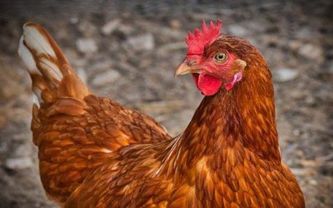 Ruyada Tavuk Gormek Ne Anlama Gelir Ruyada Tavuk Eti Yemek Tabiri Mahmure