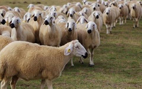 Kahve Falinda Tavuskusu Gormek Fal Yorumlari