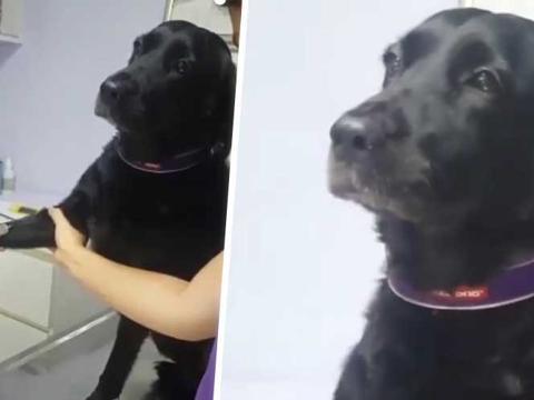 Kan Aldiran Kopegin Sakinligi Begeni Topladi Eglenceli Komik Videolar